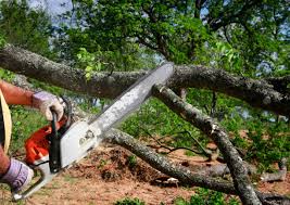 Best Stump Grinding and Removal  in Cottleville, MO