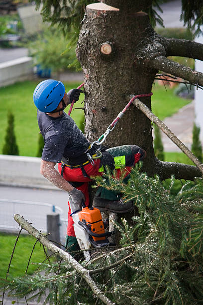 How Our Tree Care Process Works  in  Cottleville, MO